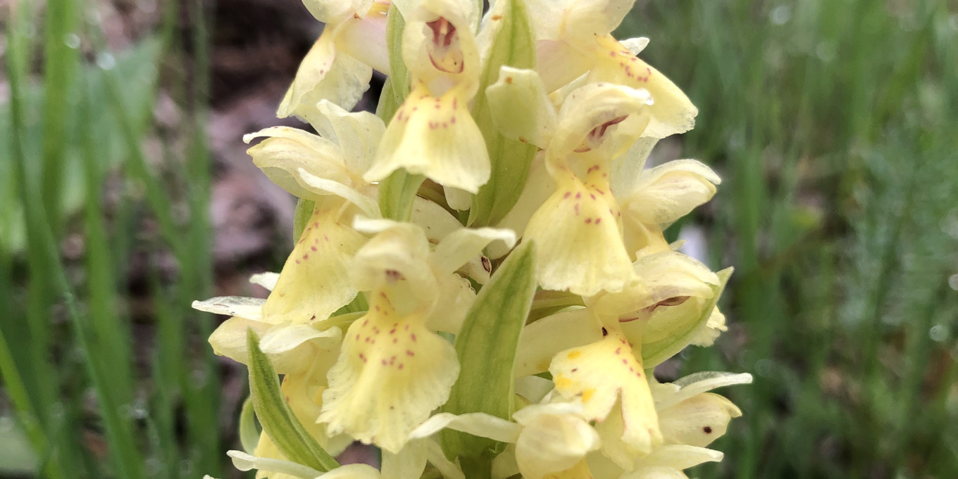 Orchis sureau (Dactylorhiza sambucina) © Nicolas Macaire / LPO